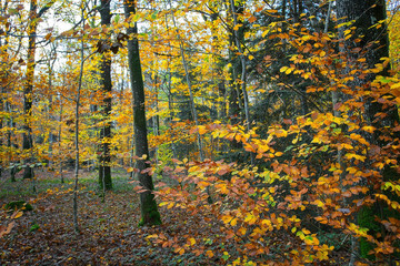 Fototapeta premium autumn in the forest