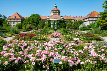 Blühender Rosengarten, Botanischer Garten München