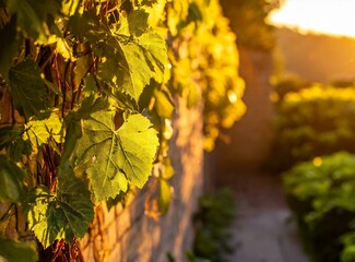 Vine/Climbing Plant Closeup