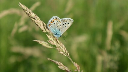 Beautiful Blue Butterfly Sitting On A Wheat Stalk