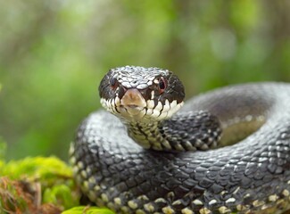 Snake on the wild in Spain. Spanish Fauna. Closeup Photography. European Snake.