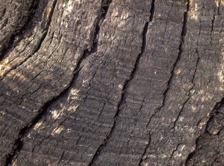 Trunk texture to use as background