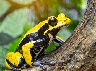 Yellow Frog In Rainforest, Macro Photography