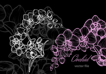 Orchid flower with a white and pink colors. Dark gray orchid on the background to create an elegant design. Easy to edit, ready to use. © Muza