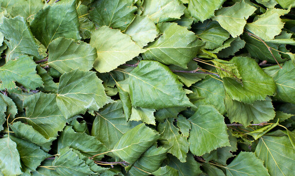 Background, texture of dried birch broom leaves for a Russian bath.