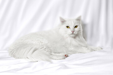 White Angora cat on white background, copy with space for text.