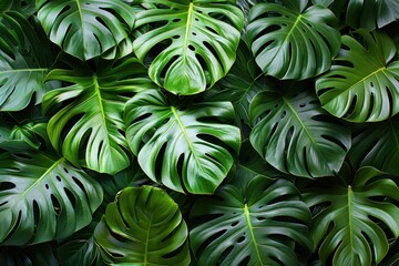 Vibrant green monstera leaves creating a lush tropical background, perfect for nature and botanical themed designs.