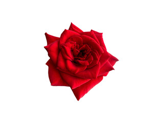 Close-up of a vibrant rose flower with delicate petals and intricate details, set against a transparent background. The clear backdrop highlights the beauty and elegance of the bloom.