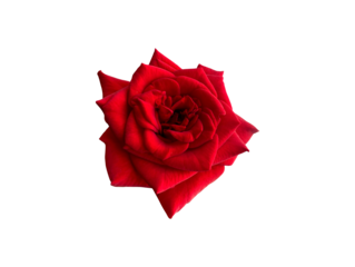 Close-up of a vibrant rose flower with delicate petals and intricate details, set against a transparent background. The clear backdrop highlights the beauty and elegance of the bloom.