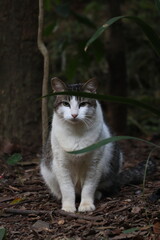 Obraz premium cat in the garden