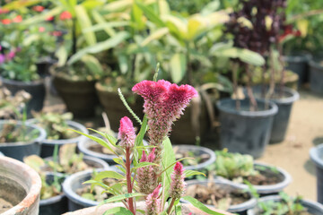 Amaranthus, Love-lies-bleeding, Pendant amaranth, Tassel, Velvet flower or Foxtail amaranth