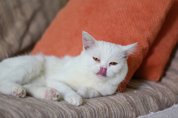 White cat sleeping on the sofa in the living room at home