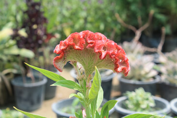 Amaranthus, Love-lies-bleeding, Pendant amaranth, Tassel, Velvet flower or Foxtail amaranth
