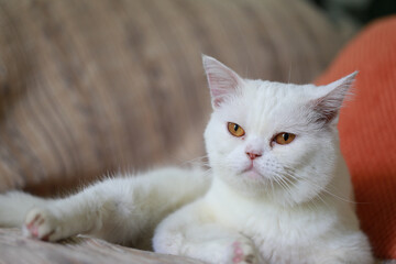 White cat sleeping on the sofa in the living room at home