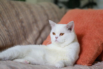 White cat sleeping on the sofa in the living room at home