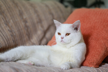 White cat sleeping on the sofa in the living room at home