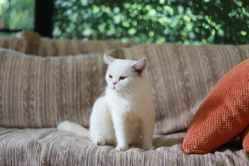 White cat sleeping on the sofa in the living room at home