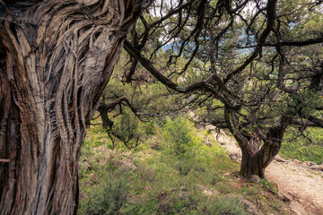 Genévrier Thurifere centenaire
