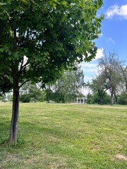 photo of a tree in a city park