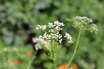 Coriander, Cilantro, Chinese parsley, Dhania, Culantro, Recao