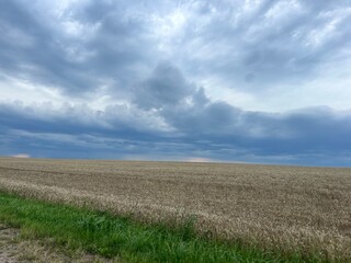 Obraz premium field of ripe wheat at the end of summer