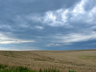 Fototapeta premium field of ripe wheat at the end of summer