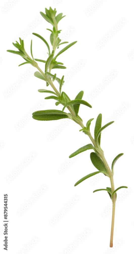 Poster PNG Herbs plant leaf white background.