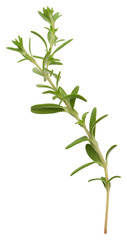 Obraz premium PNG Herbs plant leaf white background.