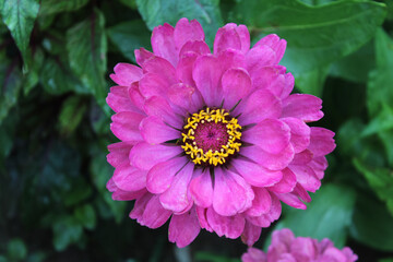 Zinnia, Old-fashioned, old maid, and Zennia elegans Pink color flowers