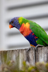 A close-up of a Rainbow Lorikeet (Trichoglossus moluccanus) on a fence on an overcast day. In Noosa Heads, Sunshine Coast, Queensland, Australia.