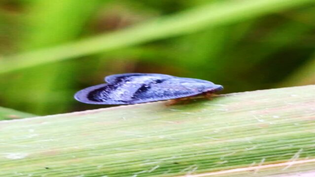 Ricaniidae is a family of planthopper insects, there are more than 400 species of insects throughout the world, many found in tropical areas.