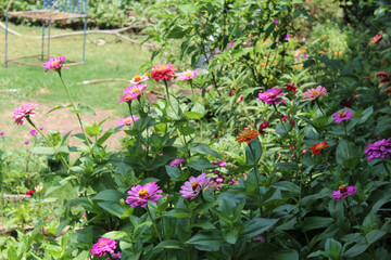 Zinnia, Old-fashioned, old maid, and Zennia elegans Pink color flowers