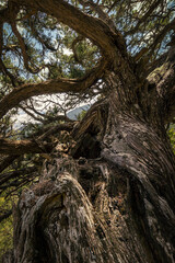 Genévrier Thurifere centenaire
