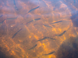 flock of rudd in the lake