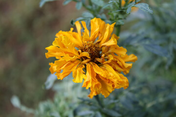 Calendula or Pot Meri gold garden yellow and red flowers