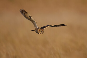 Long-eared owl (Asio otus)