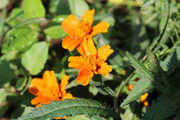 Calendula or Pot Meri gold garden yellow and red flowers
