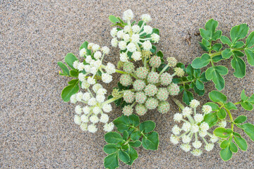 春の鳥取砂丘と砂丘植物 鳥取県 鳥取砂丘 ハマボウフウ