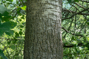 Obraz premium plant bark, the veins of a bark resemble wrinkles and of the skin in the background are also similar for forest plants, they protect the plant from the weather.