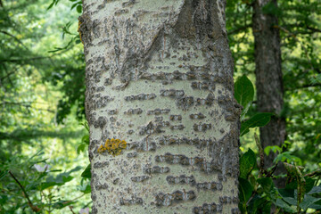bark plant, the poplar is colored white in many points of its bark, in the forest you can easily distinguish other plants.