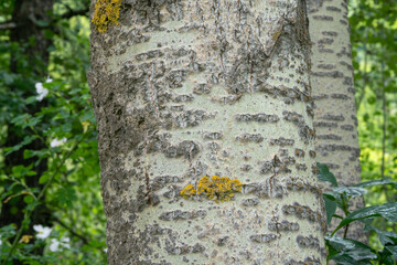 bark plant, the poplar is colored white in many points of its bark, in the forest you can easily distinguish other plants.