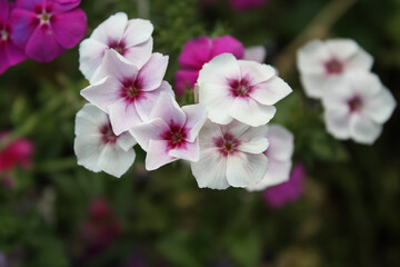 Drummond Phlox garden flowers of white and Pink colors