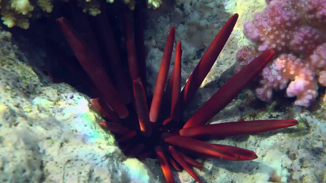 Slate Pencil Urchin (Heterocentrotus mamillatus) hides in deep recesses of a coral reef during the day.