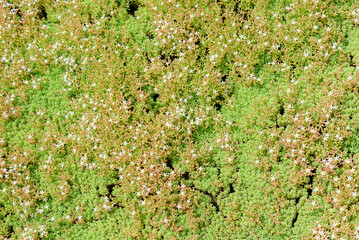 Sedum is a genus of succulent plants in the Crassulaceae family.