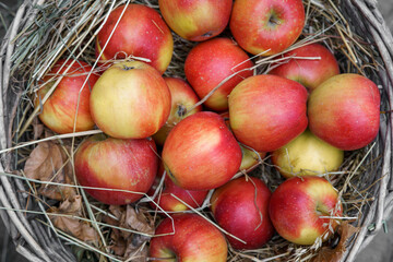Fresh organic eco yellow and red sweet apples lie in a vintage straw basket at a rural food fair. Space for text