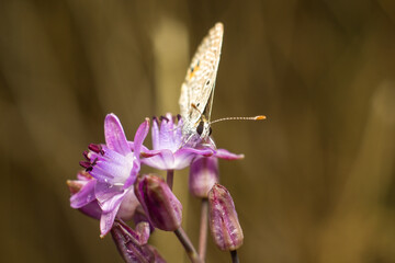 butterfly on flower