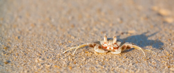 A crab on the beach is running on the white sand. Exotic animals in the resorts of tropical islands. The concept of a beach holiday in the tropics.