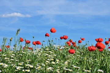 Blumenfeld mit Klatschmohn (Papaver rhoeas)