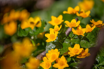 Yellow marigold flowers in spring.