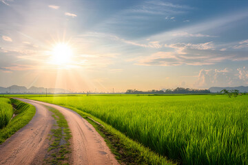 Obraz premium Young green paddy rice field with rural road, sky, and sun light in Thailand